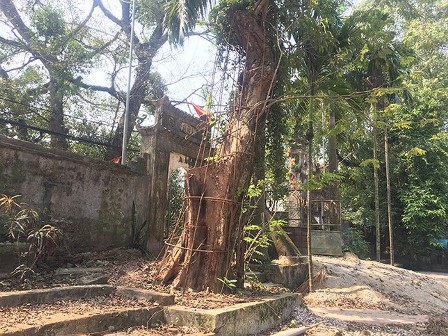 Hà Nội: Trưởng thôn bị dân tố trộm cành cây sưa trăm tỷ ở Chương Mỹ